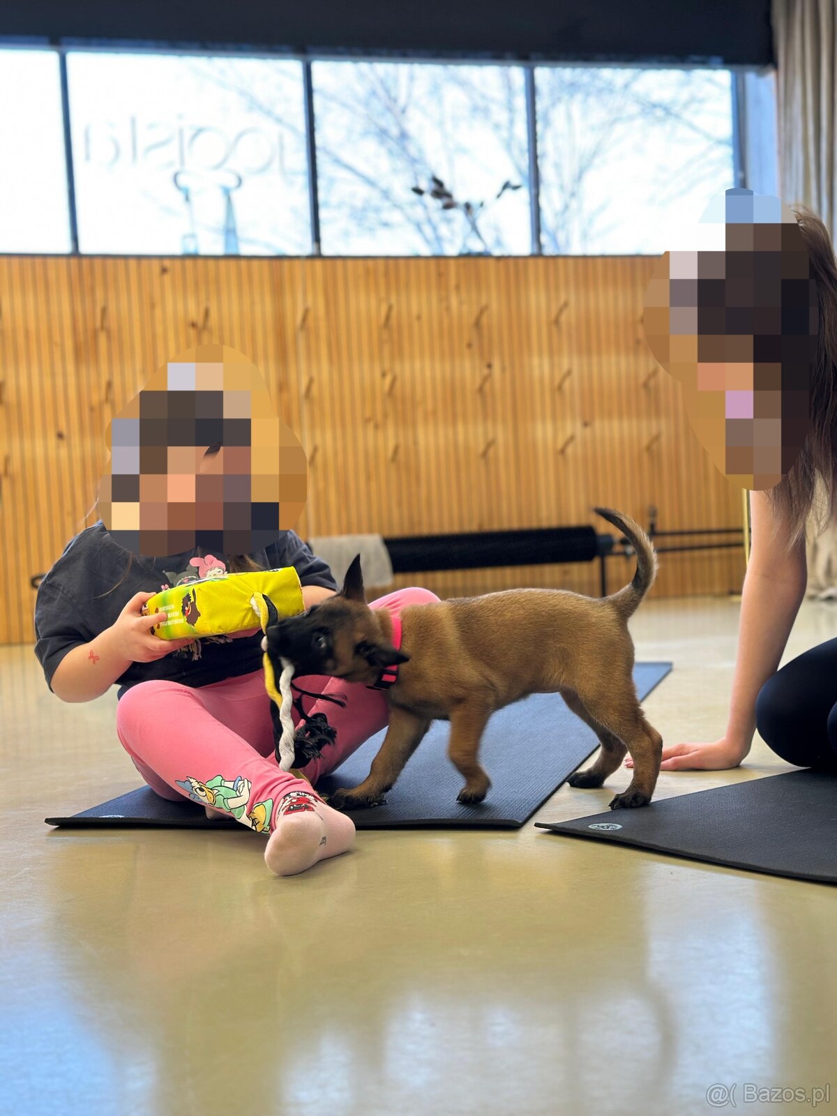 Owczarek belgijski z rodowodem FCI - 2