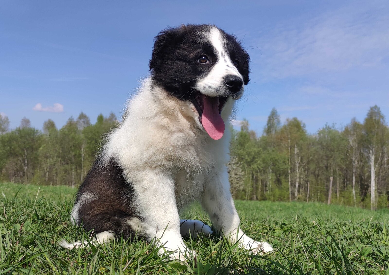 Piękna Rasowa Suczka Border Collie - XINDI z pełną dok. z ho - 2