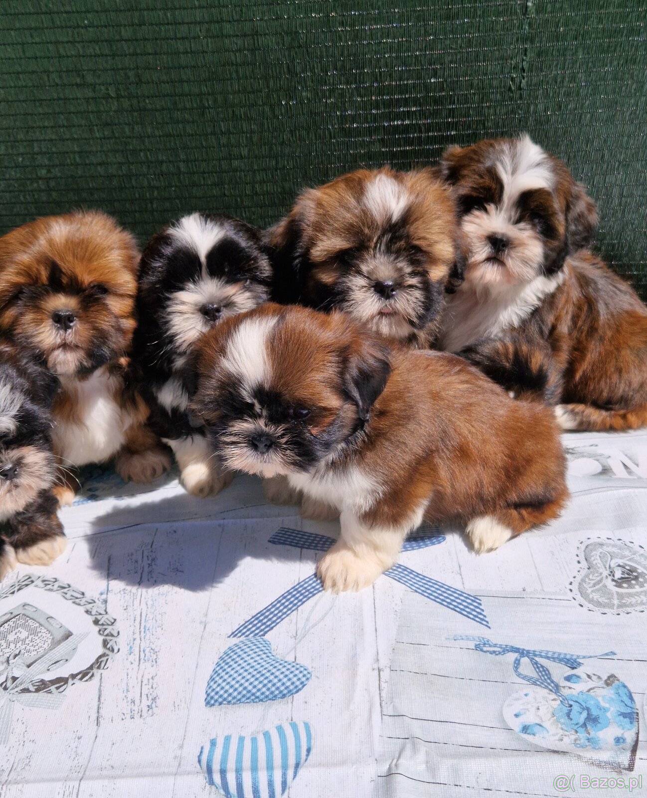 Szczenięta Shih-tzu - 2
