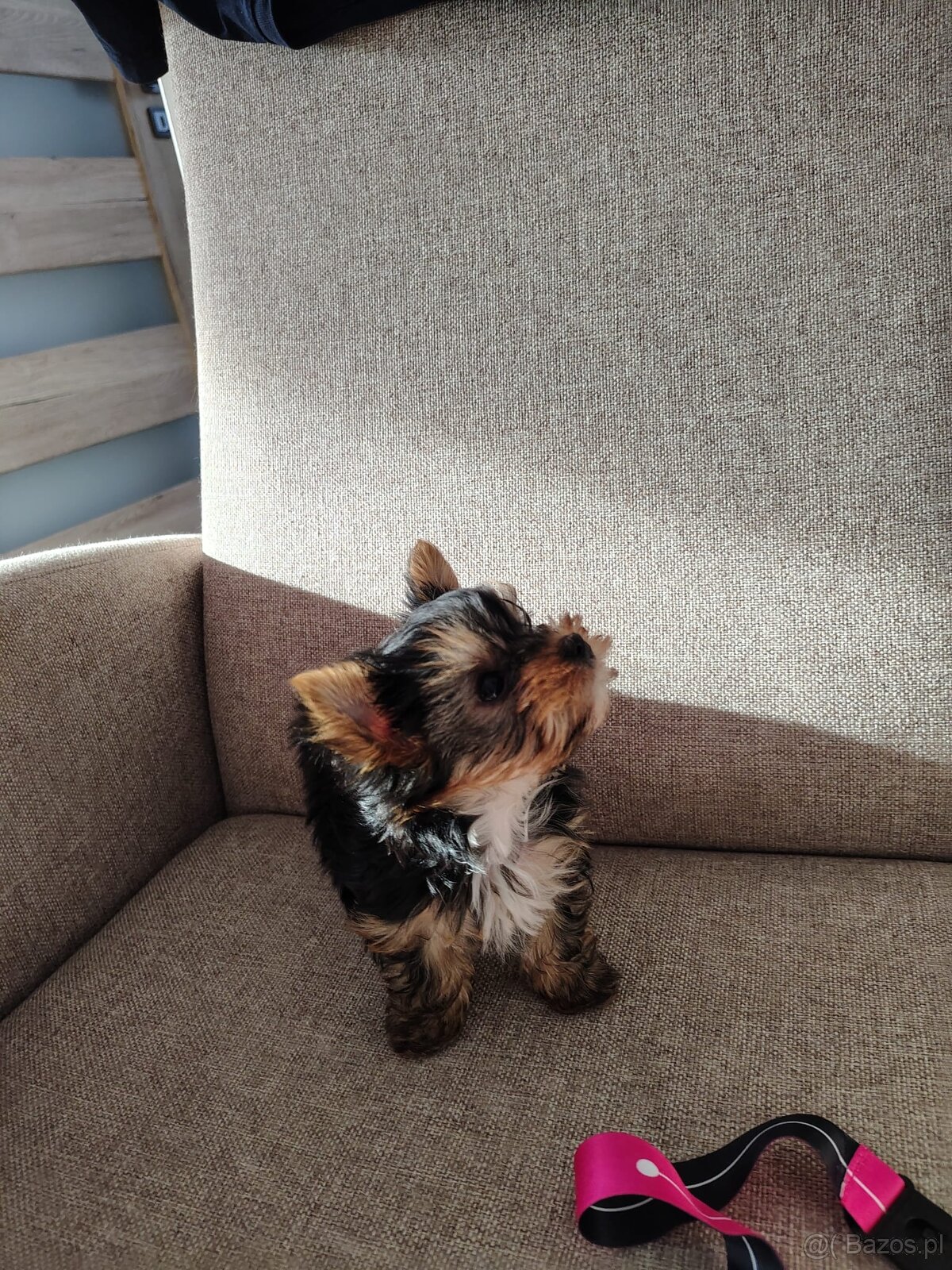 York -suczka szczenie - 2