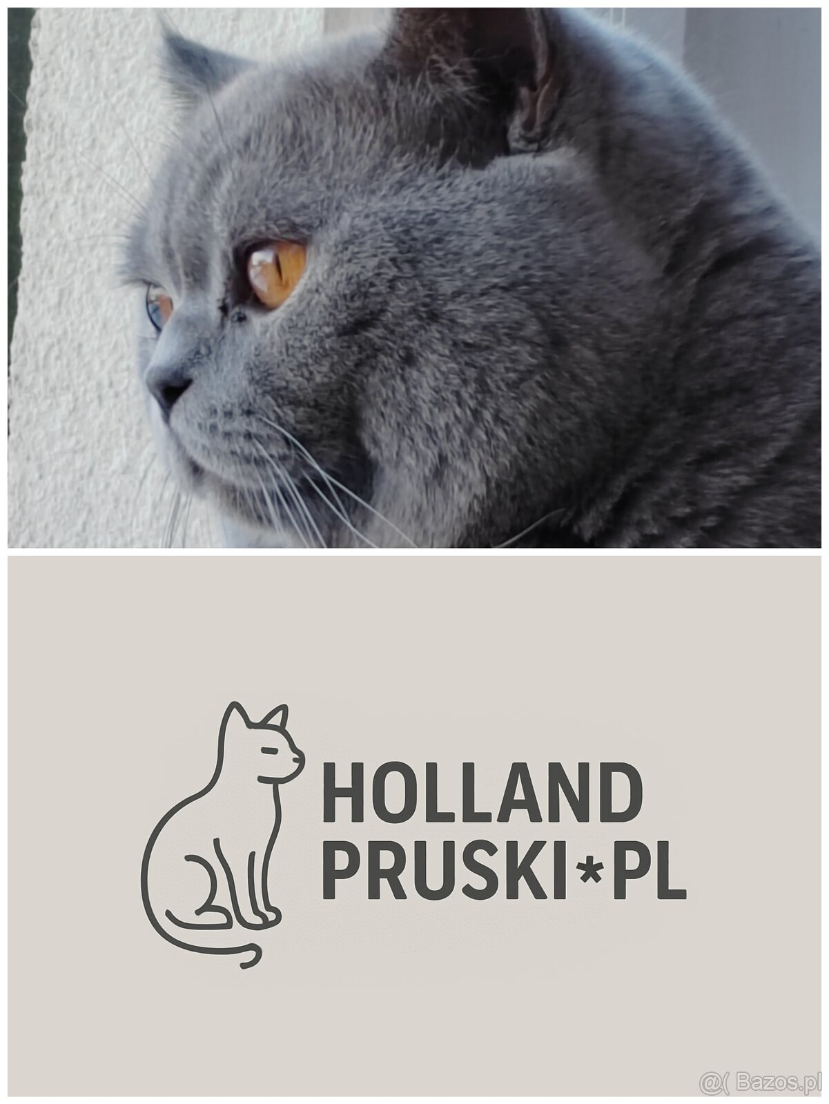 Kocurek brytyjski - 2