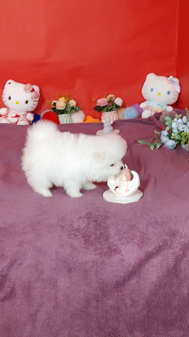 Dostępne szczenięta rasy pomeranian - 2