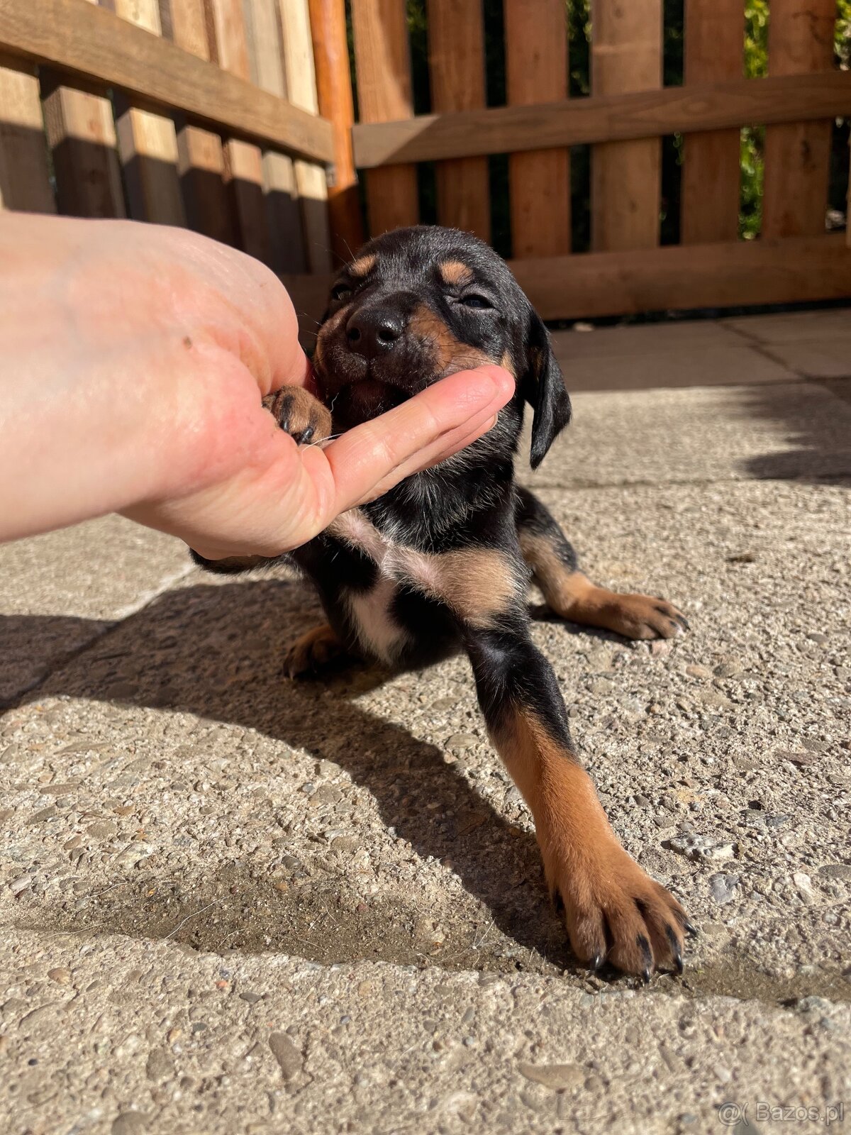 Gończy polski x irlandzki gończy szczeniaczki - 2