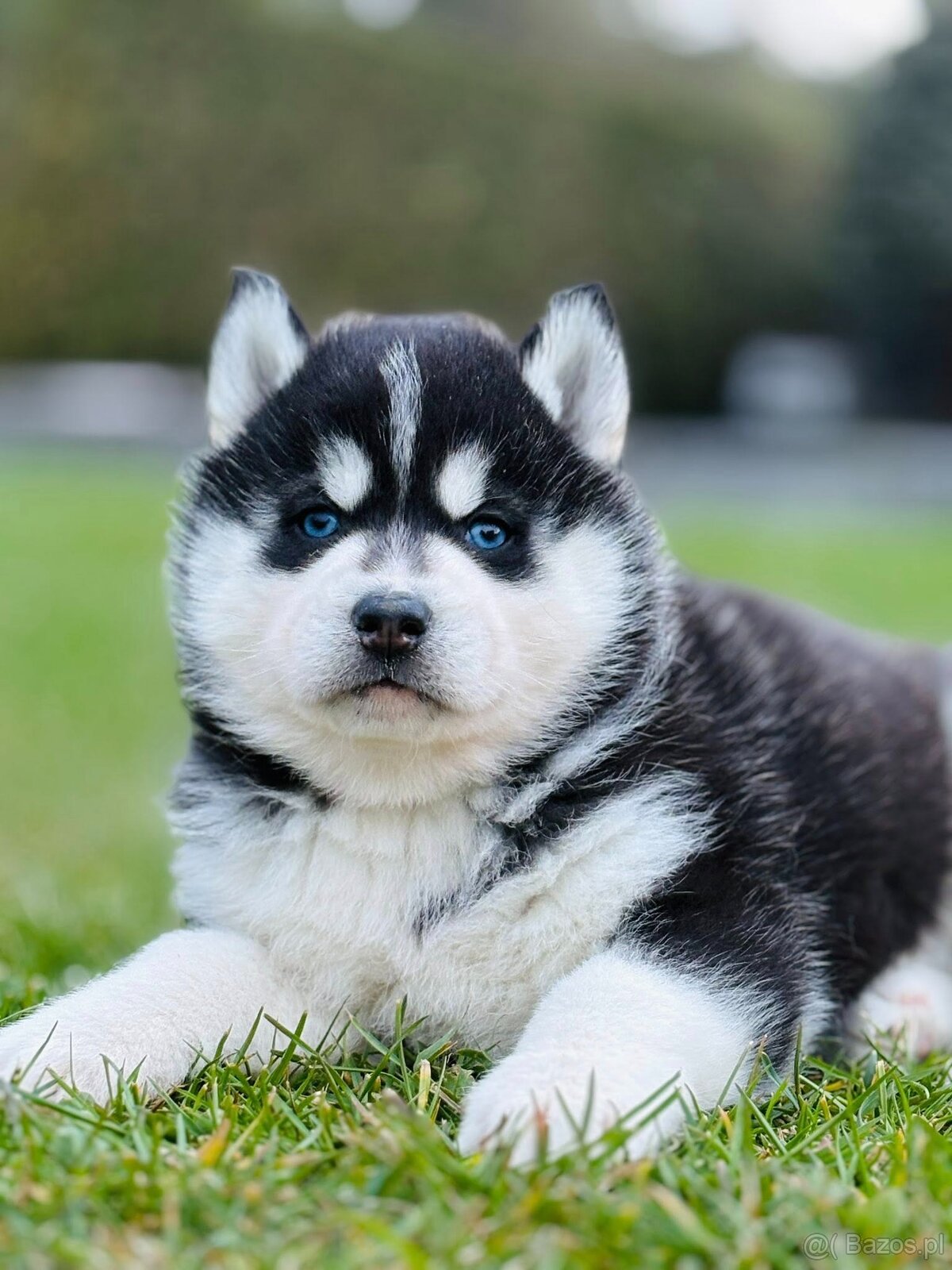 Siberian Husky ZKwP, haski suczka niebieskooka FCI - 2