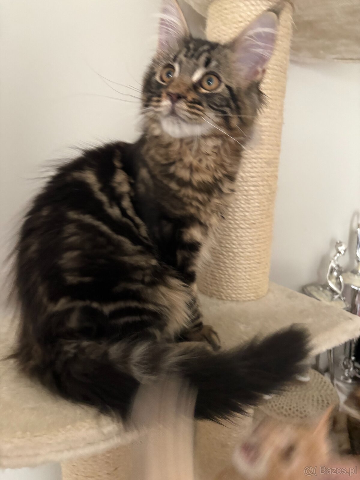 Maine Coon - 2