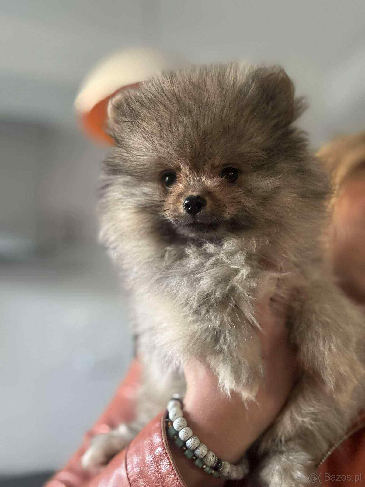 sprzedam pomeranian FCI - 2