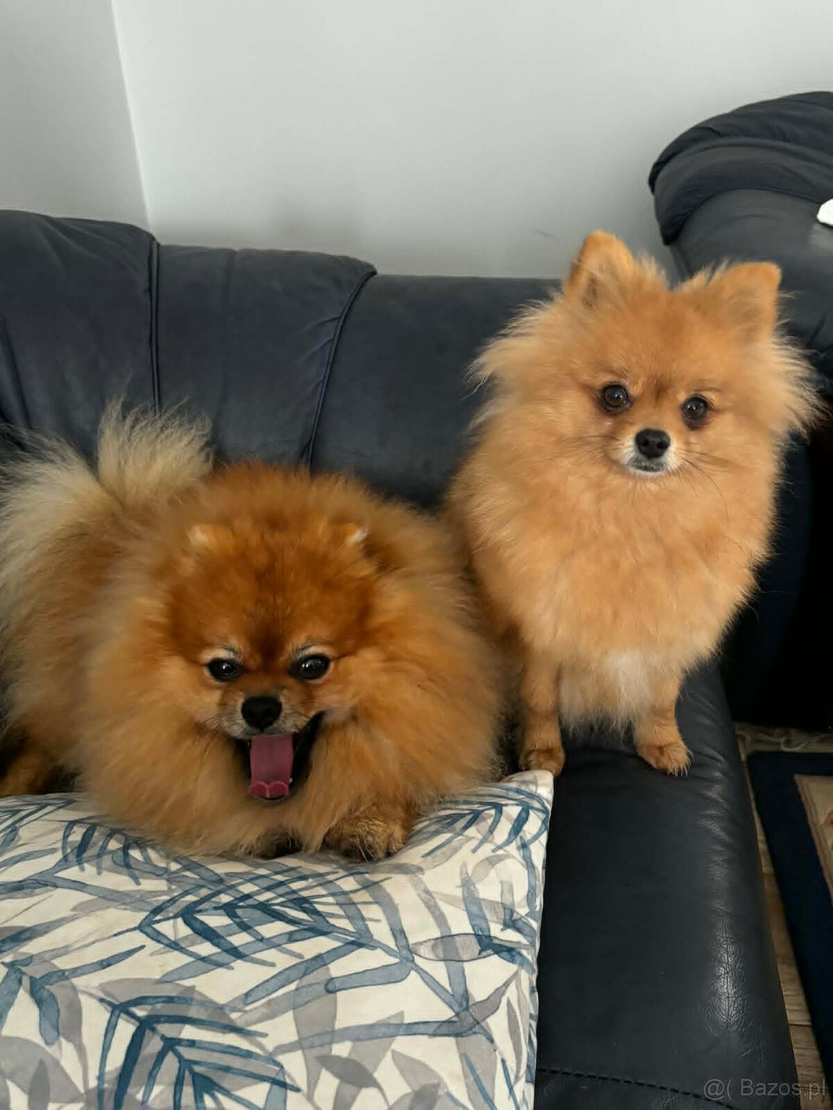 sprzedam pomeranian FCI - 2