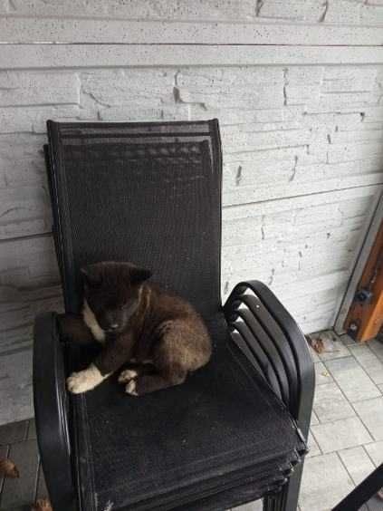 sprzedam psy akita amerykańska - 2
