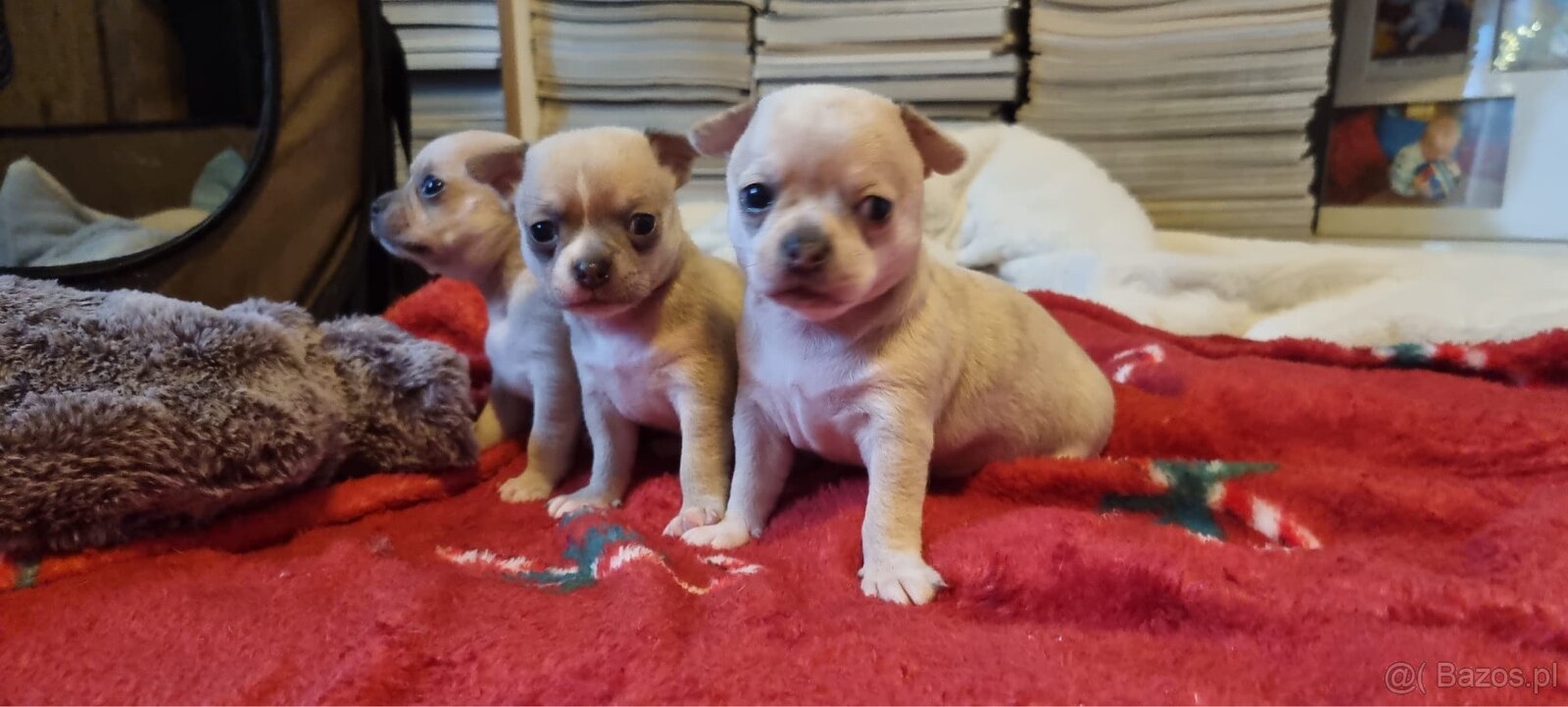 Chihuahua szczenięta krótkowłose - 2