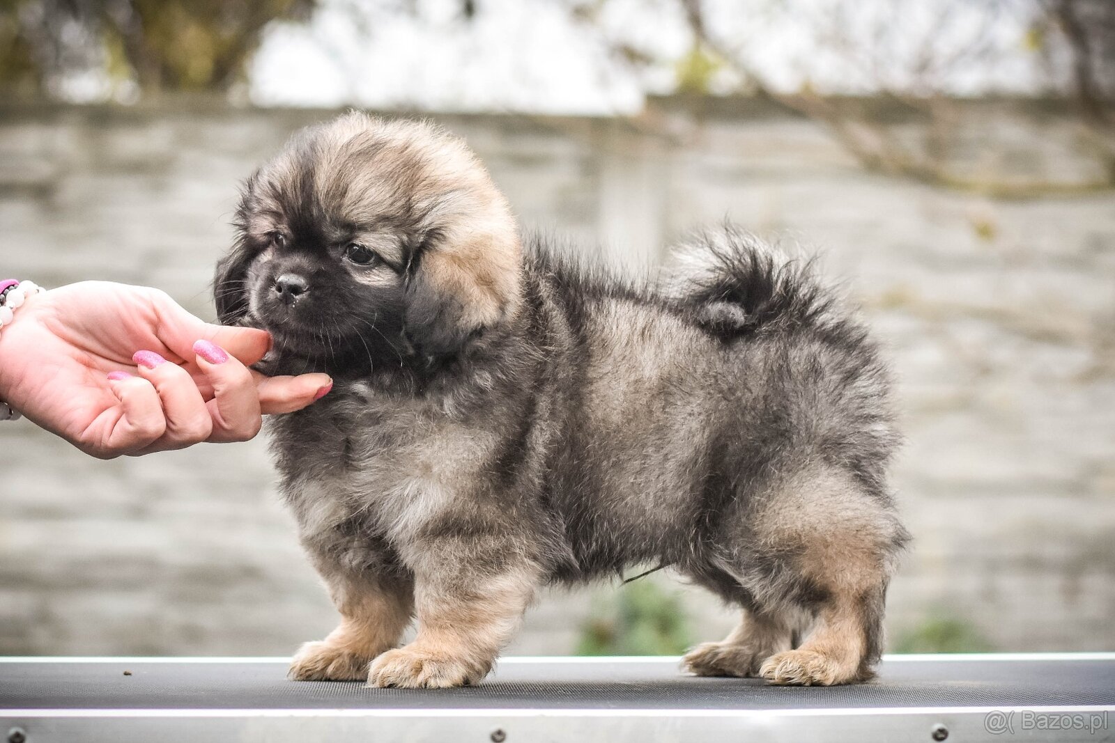 Spaniel tybetański - szczeniak z rodowodem FCI - 2