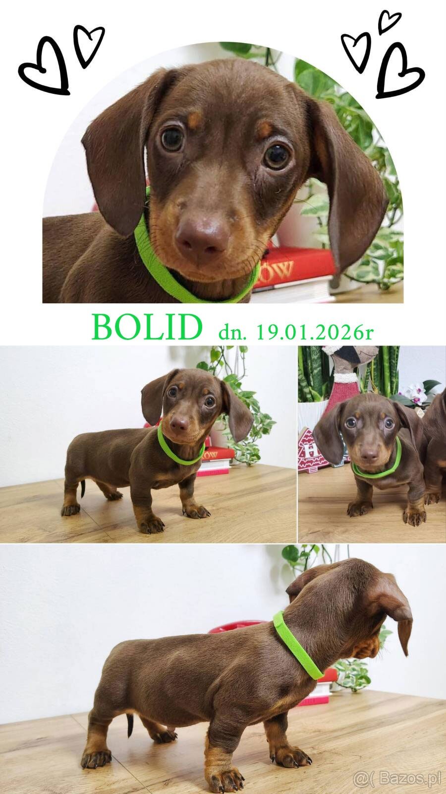 SAMIEC Jamnik krótkowłosy Czekoladowy podpalany Bolid Kraków - 2