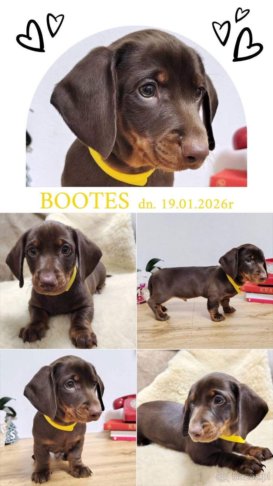 SAMIEC Jamnik krótkowłosy Czekoladowy Bootes Kraków - 2