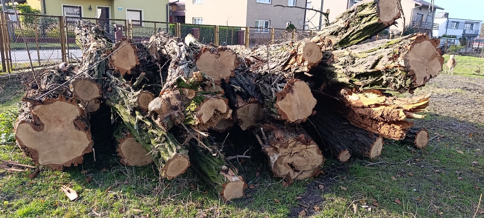 Drewno opałowe – akacja, grube pnie 4–6 m, ok. 10 m³ - 2