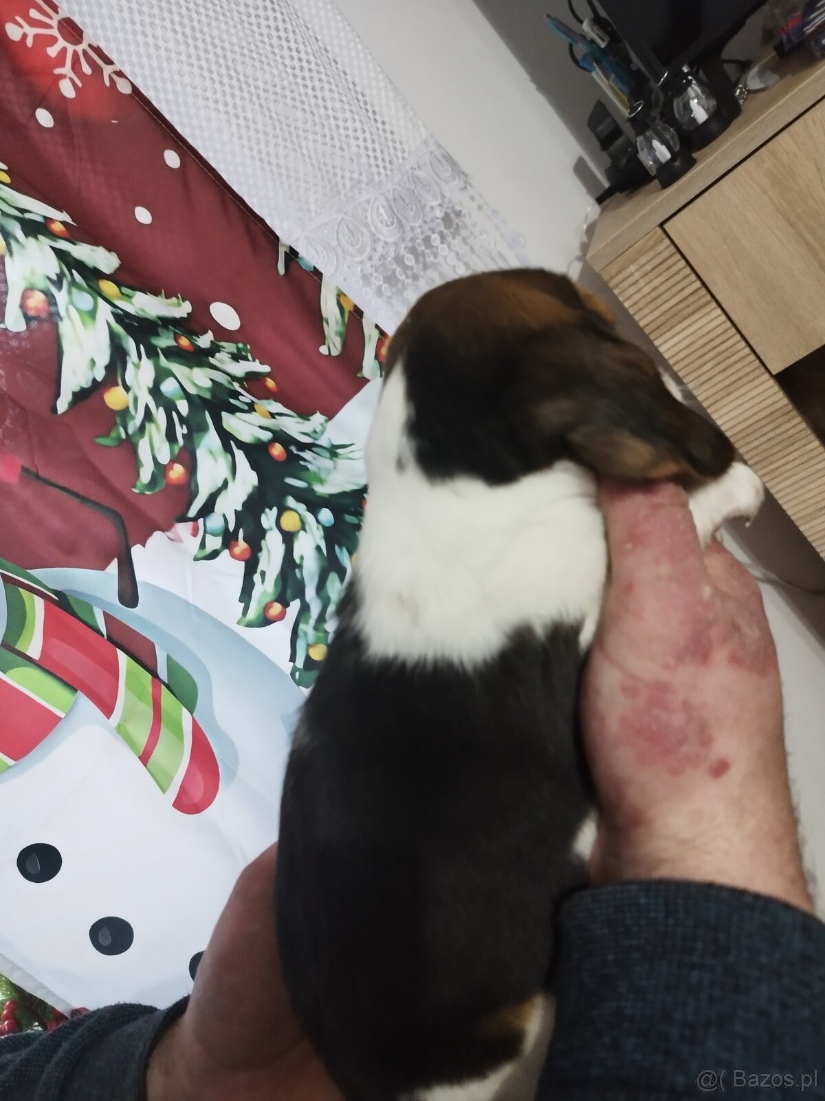 Rodowodowe szczenięta rasy Beagle tricolor, profil DNA - 2