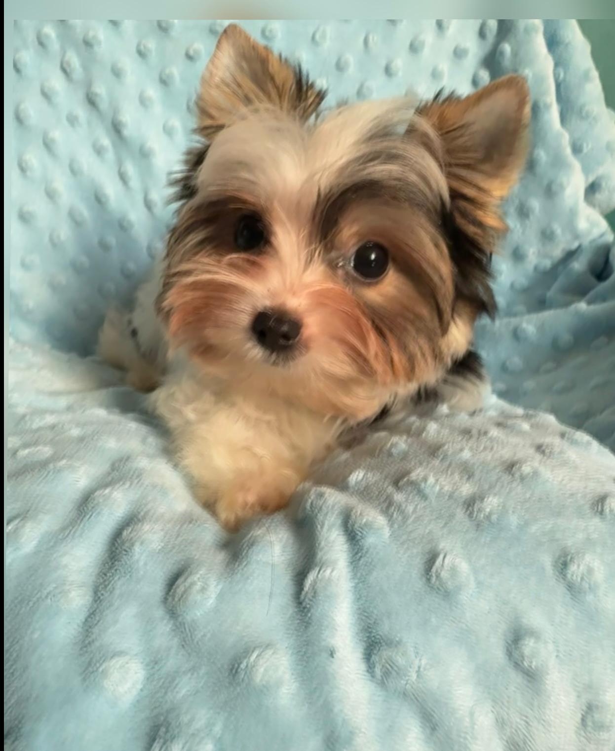 Piękny samiec york biewer - 2