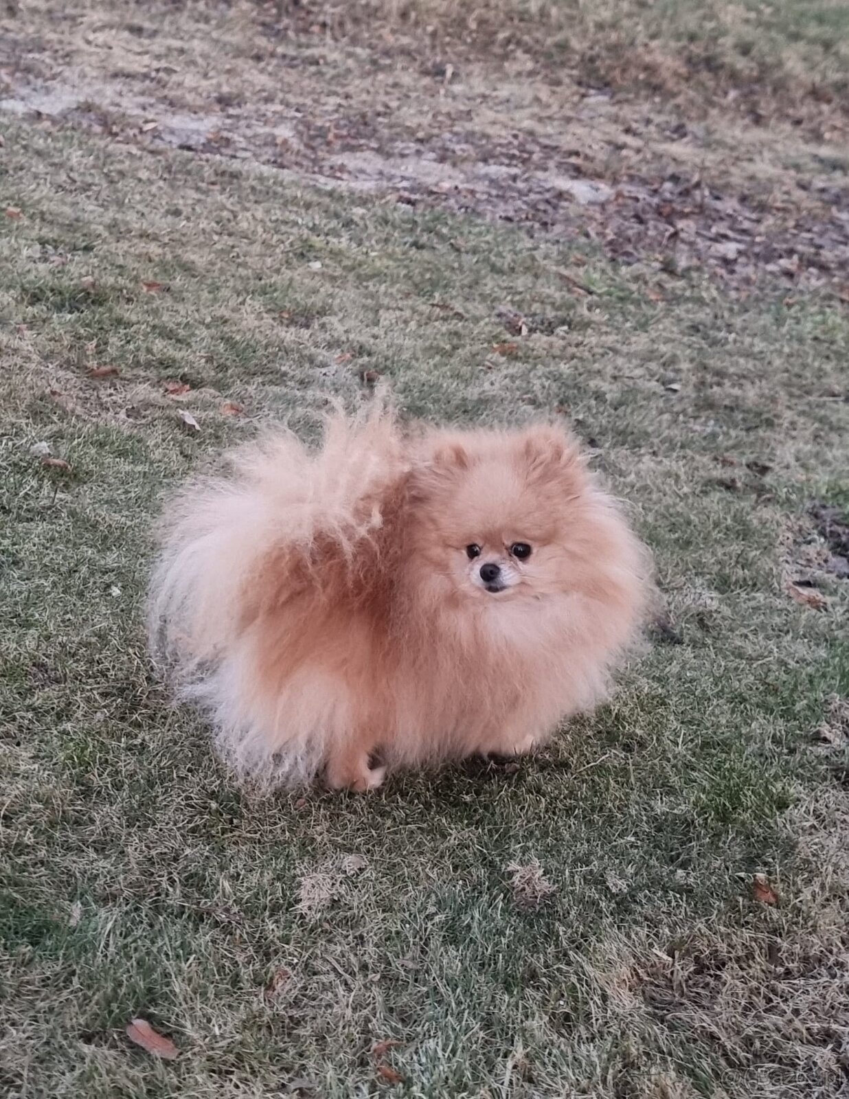 Pomeranian dorosły piesek - 2