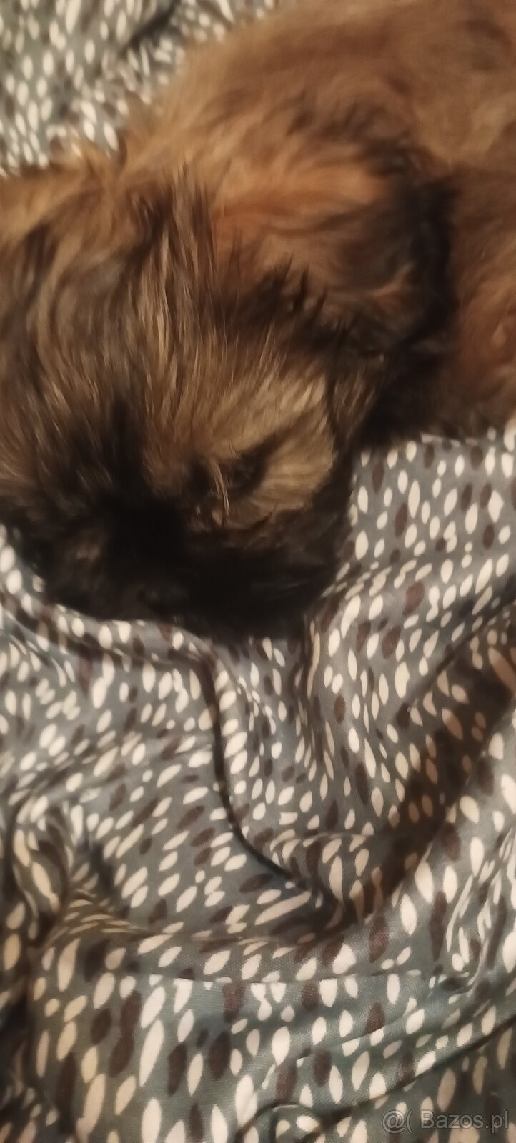 Sprzedam szczeniaka SHI-TZU - 2