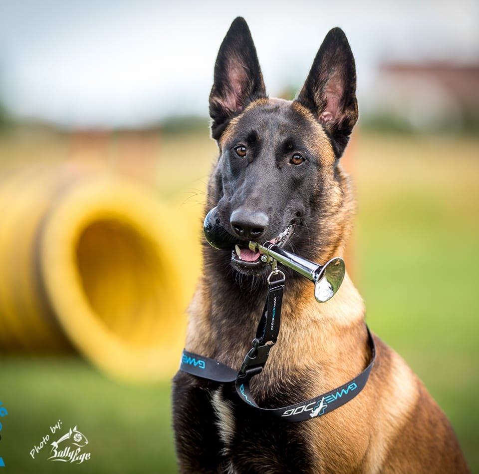 Owczarek Belgijski Malinois FCI/ZKWP - 2
