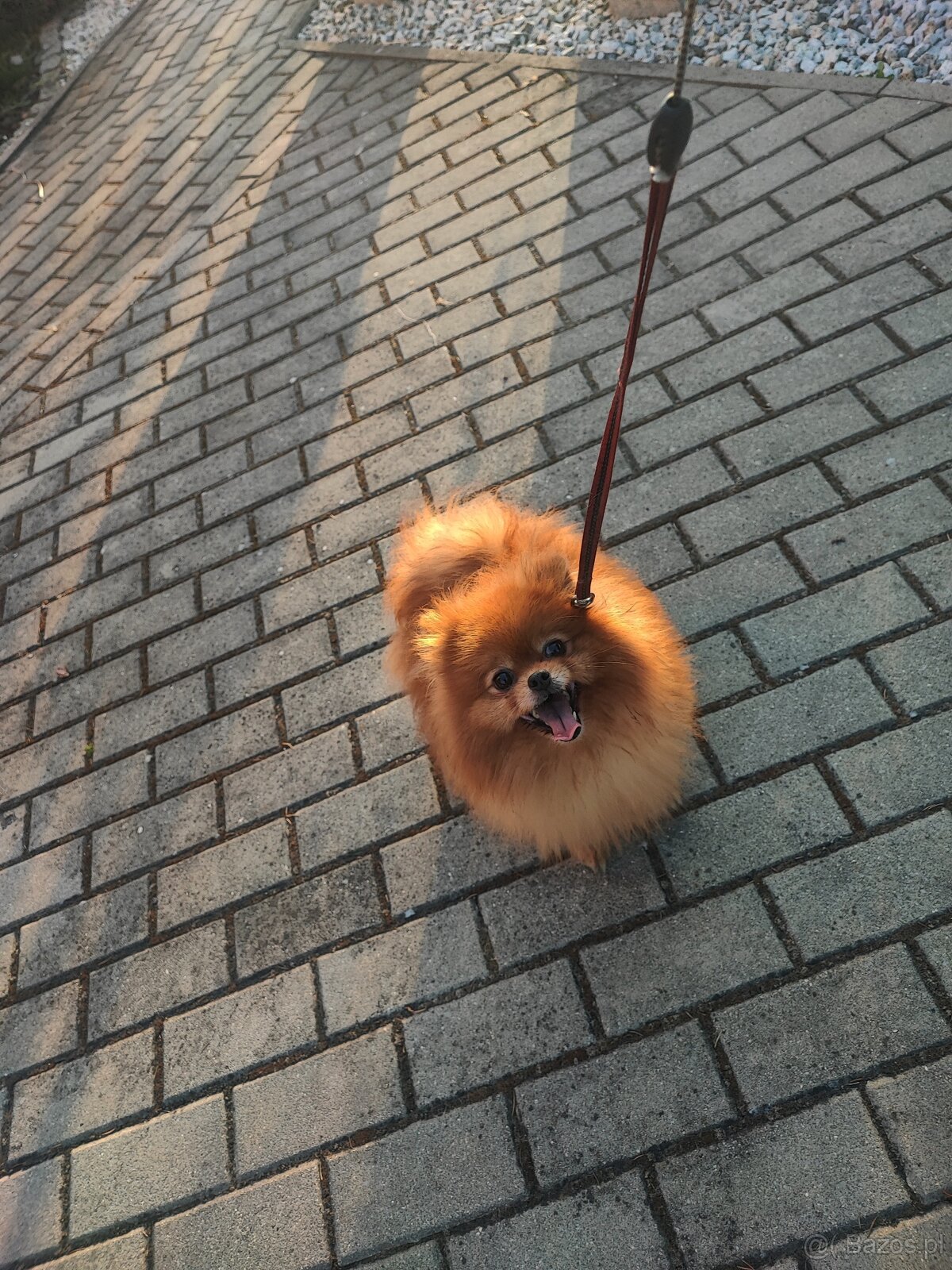 Pomeranian dorosłla suczka - 2