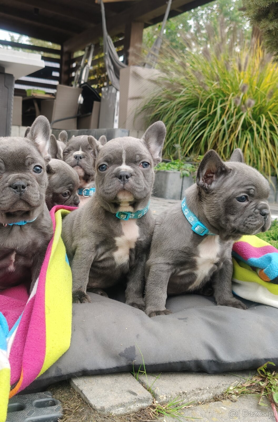 Buldog francuski BLUE niebieski szczeniak suczka pies piesek - 2