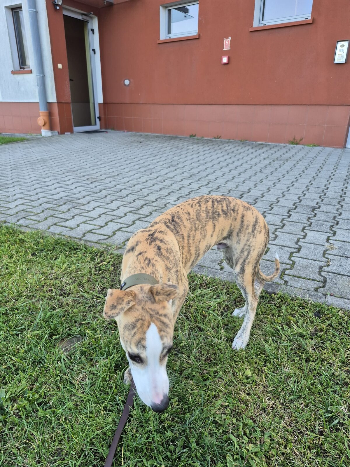 chart whippet - 4 miesięczny - 2