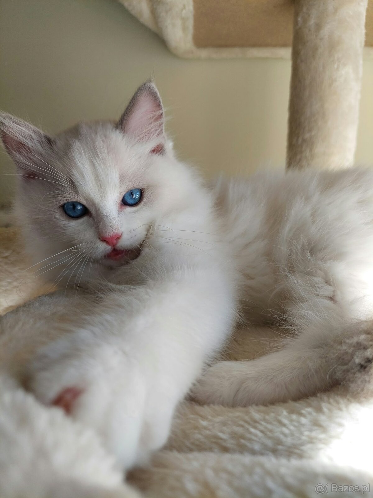🐾 Rodowodowe Kocięta Ragdoll po championie - 2