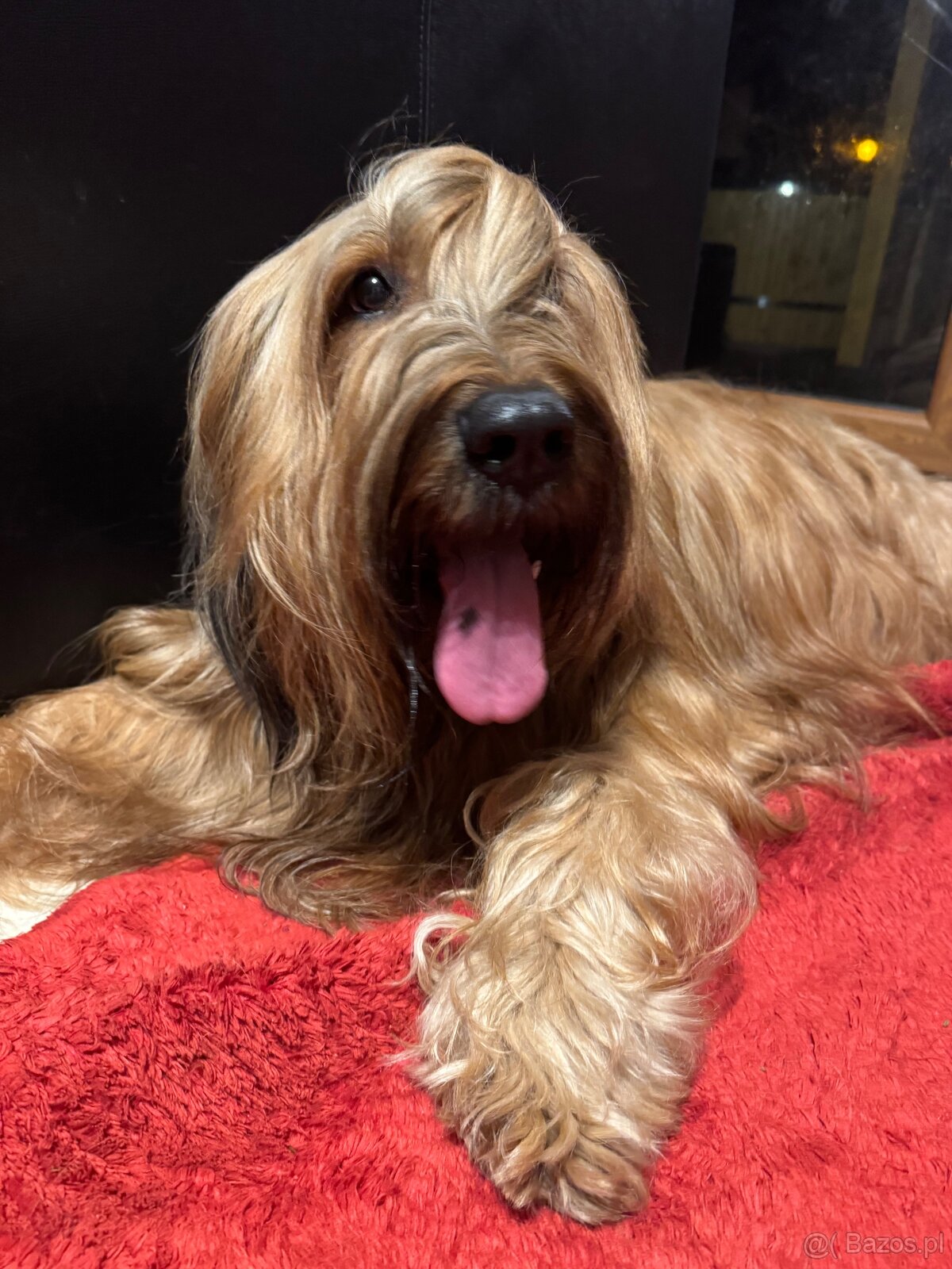 Owczarek Francuski Briard FCI - 2