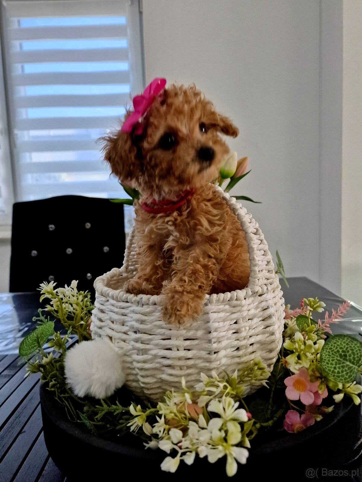 Sunia i chopiec pudelki toy po tatusiu FCI - 2