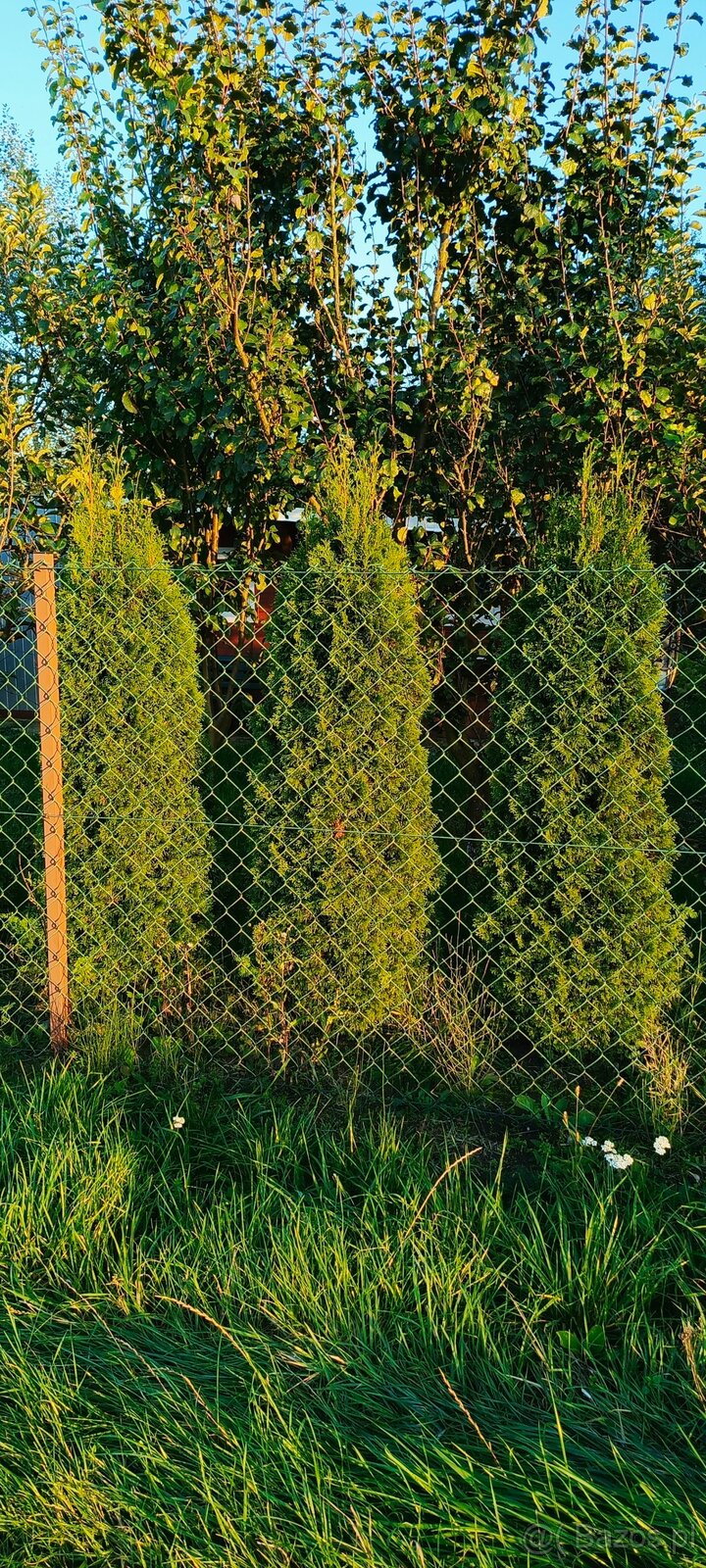 Tuje szmaragdowe 180 cm - 65 sztuk sprzedam - 2