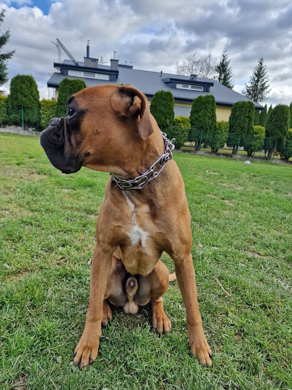 Rasowy bokser z rodowodem roczny - 2