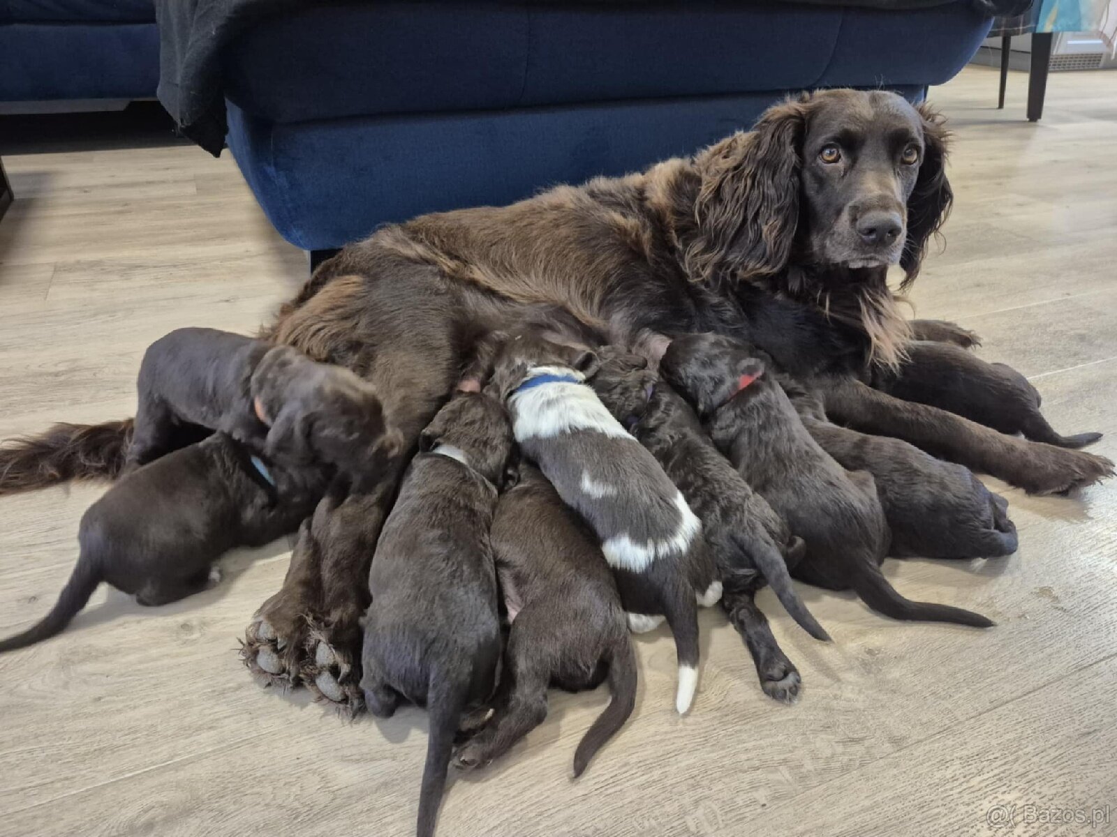 PŁochacz Niemiecki WACHTELHUND - 2