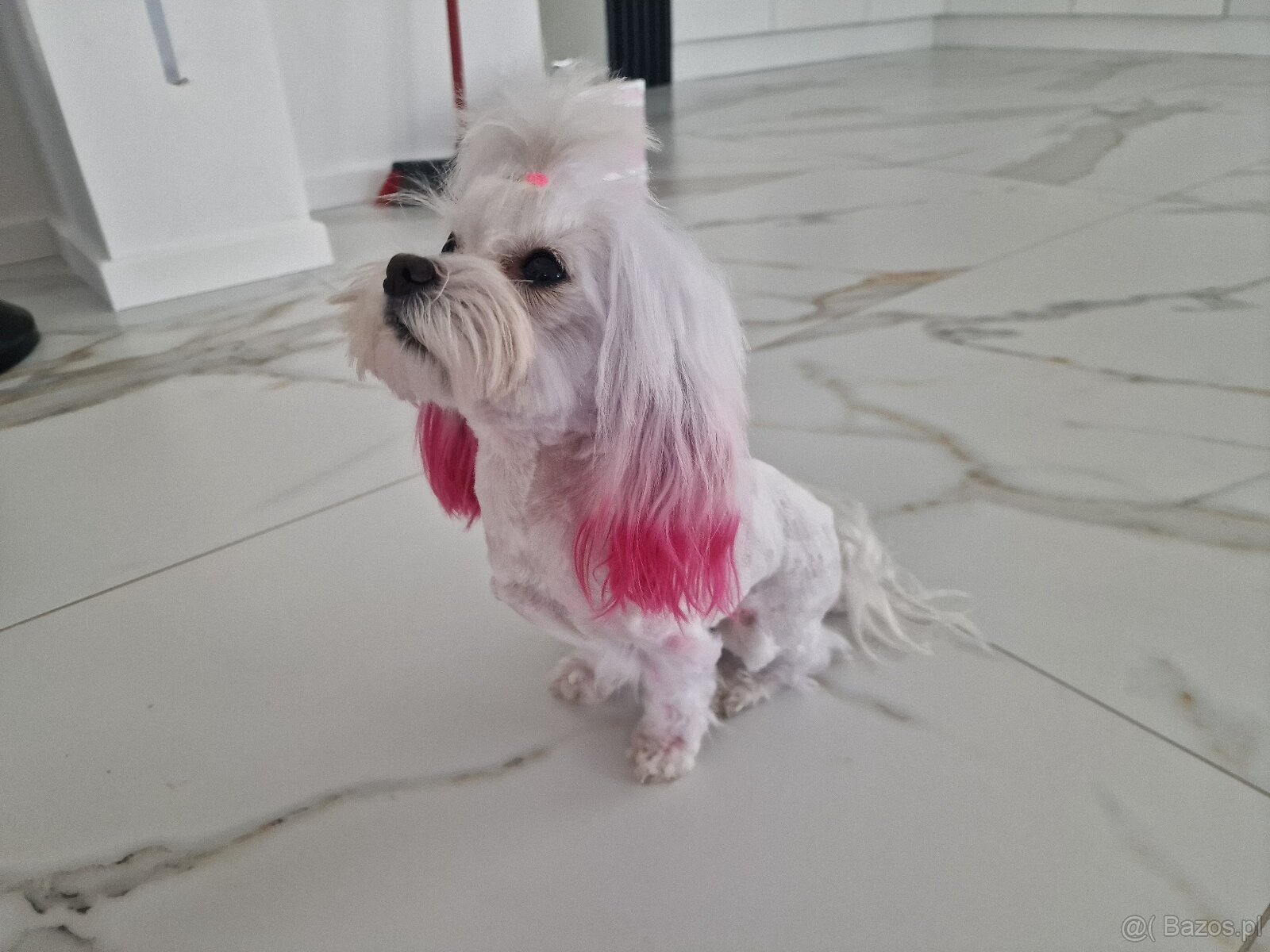 Odchowana mini sunia maltanczyk Xxs Mia - 2