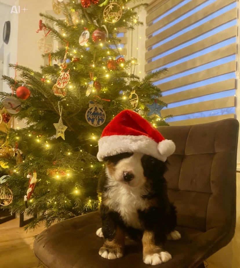 Berneński pies pasterski - 2