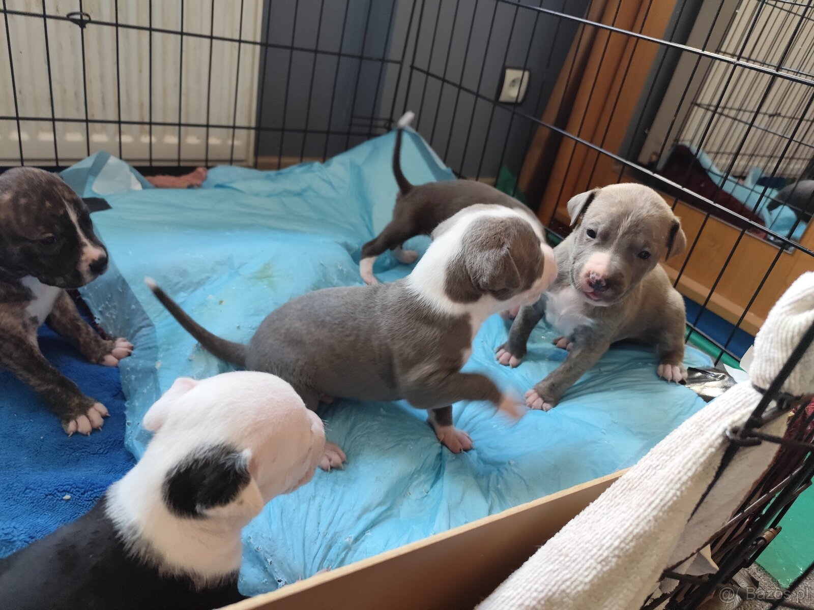 Rezerwacja szczeniąt Amstaff - 2
