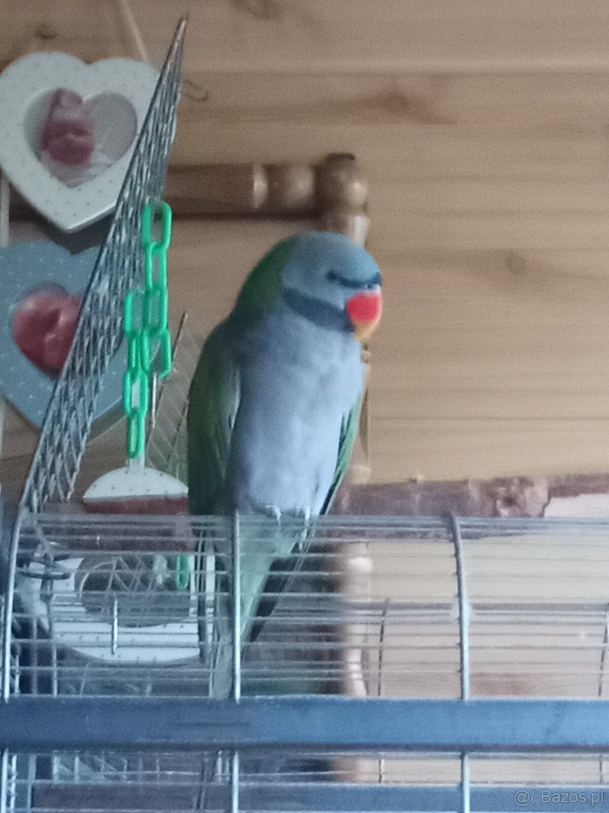 Sprzedam papuge - 2