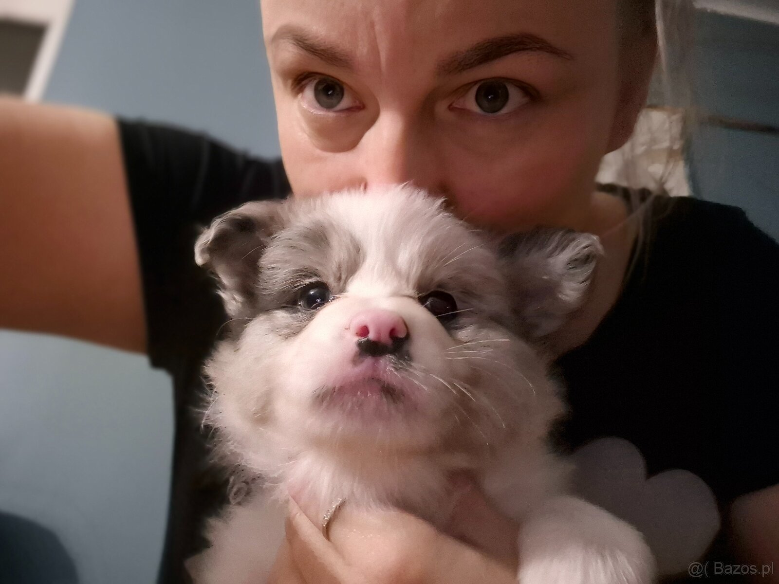 Border collie ZKwP - 2