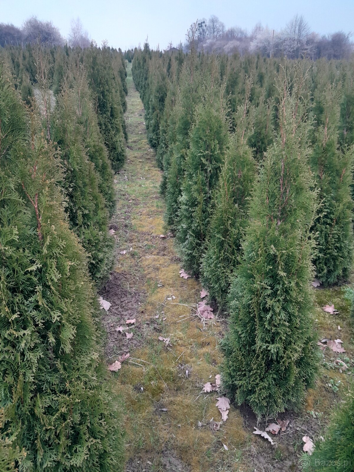 Tuje braband, szmaragd, kornik, aureospicata - 2