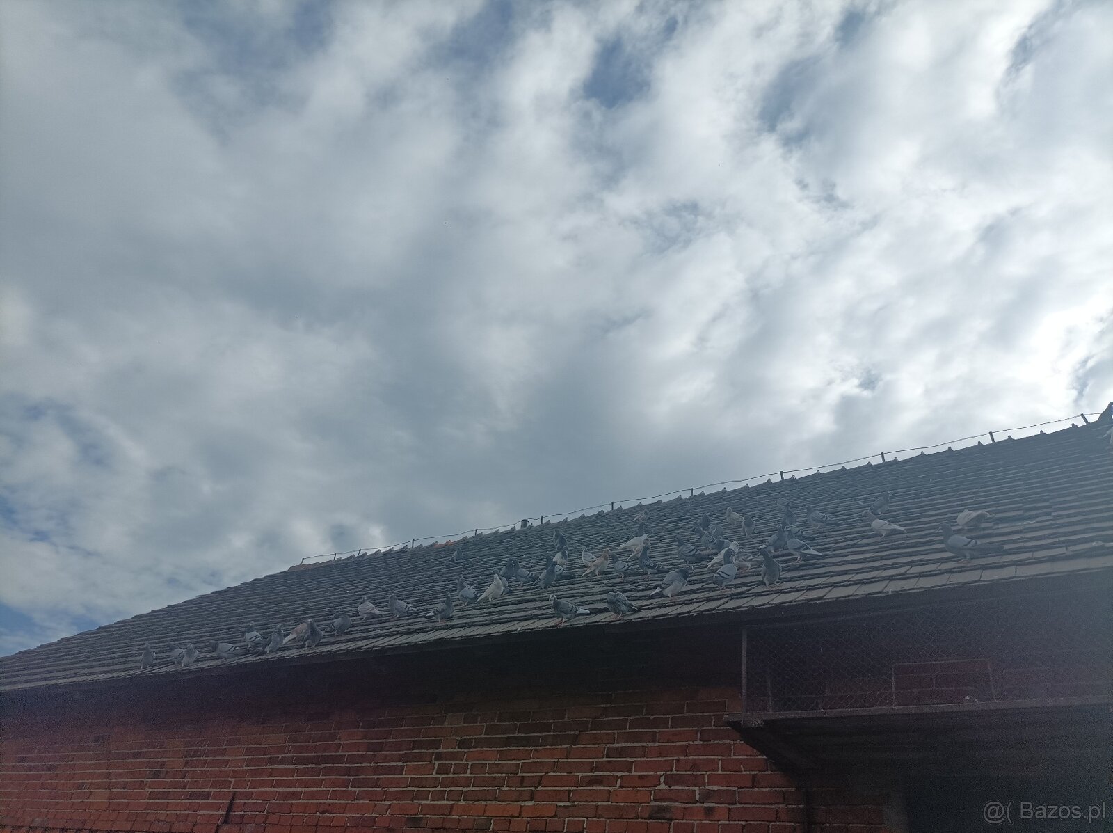 Gołębie pocztowe - 2