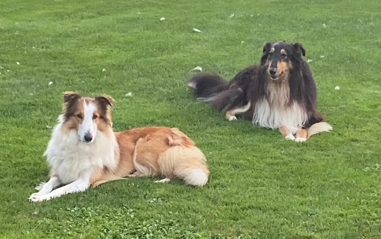 Owczarek szkocki collie - szczeniak - 2