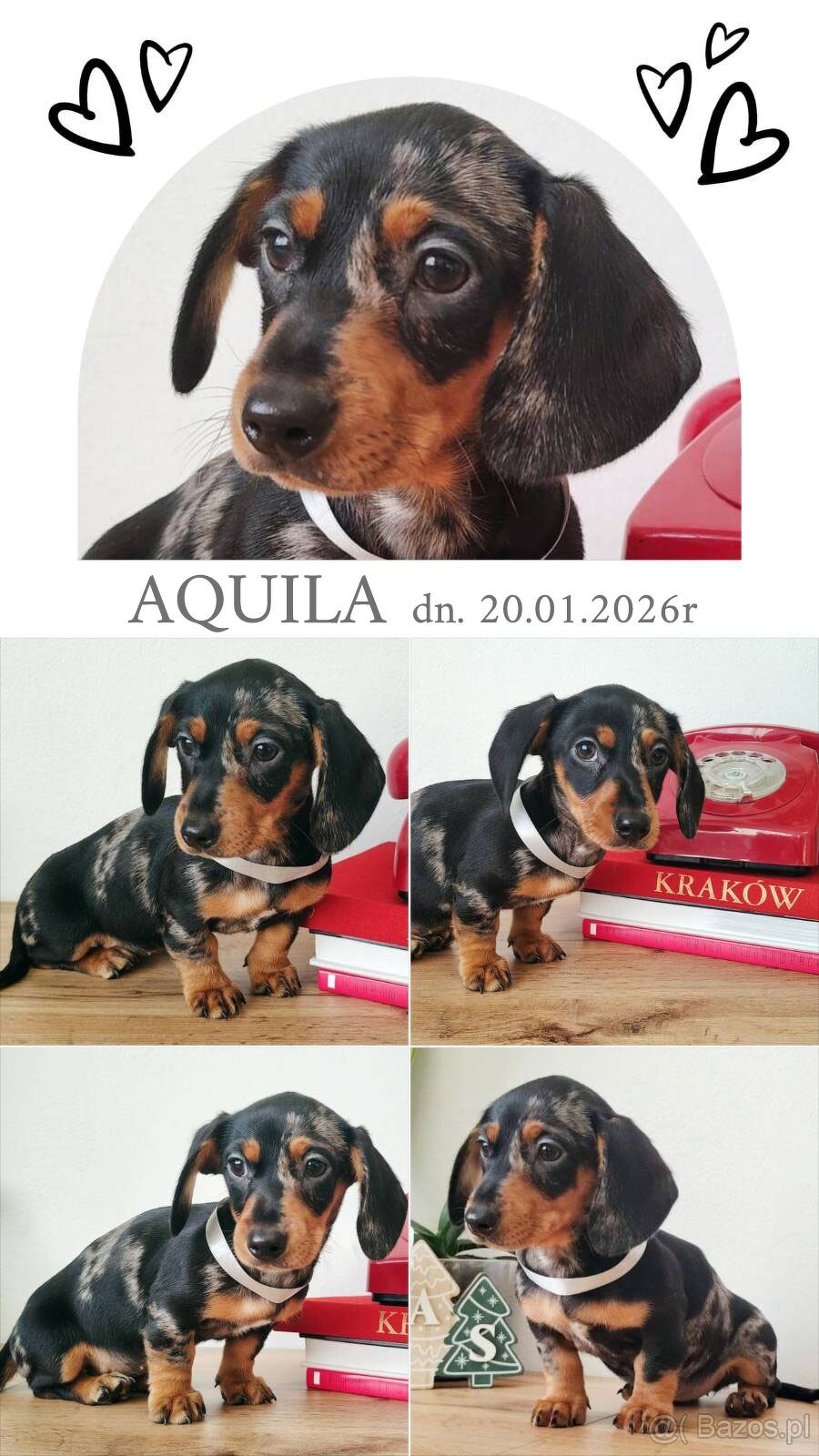 SUCZKA Jamnik krótkowłosy Merle podpalana Aquila Kraków - 2