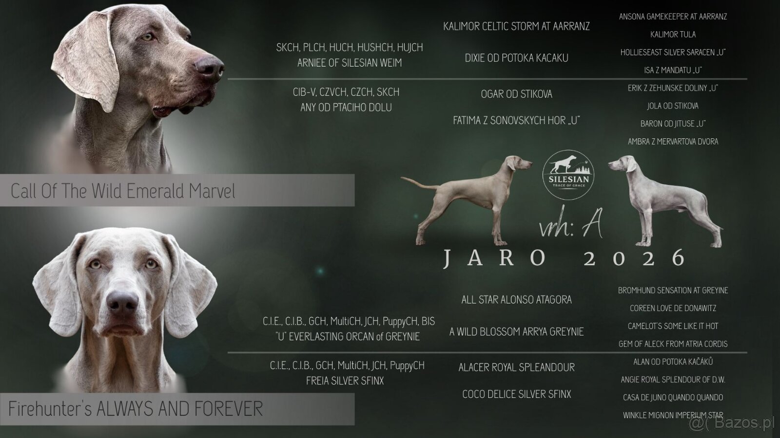 Wyżeł weimarski krótkowłosy - 2