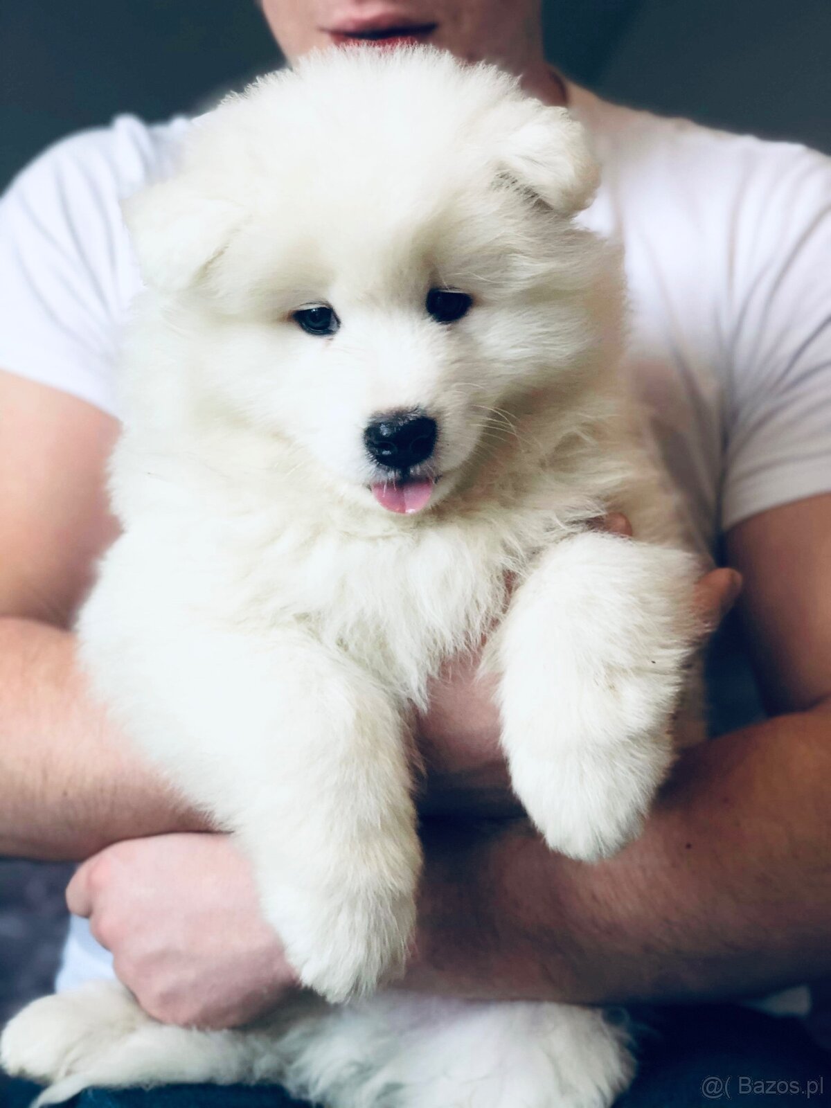 Samoyed Szczenięta - 2