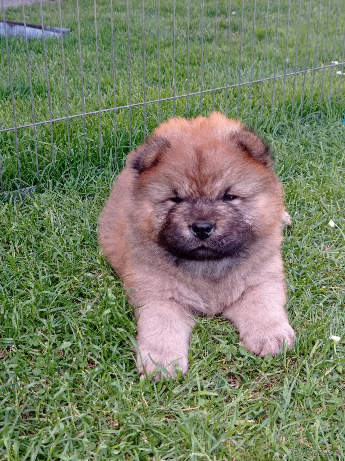 Chow Chow piesek z rodowodem ZKwP/FCI - 2