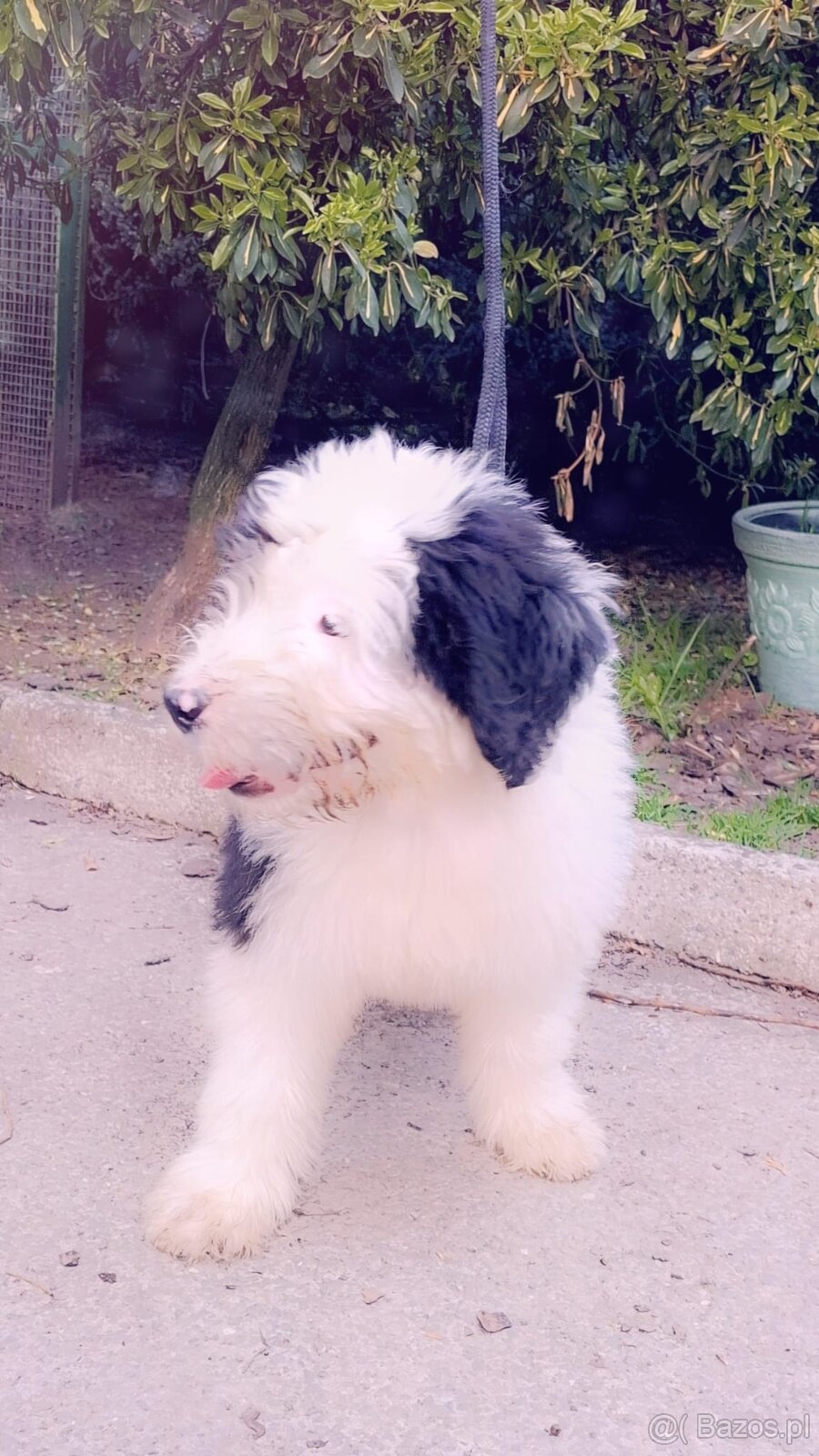 Owczarek Staroangielski Bobtail - 2