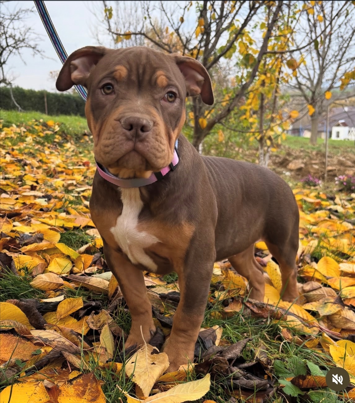 American Bully XL - 2