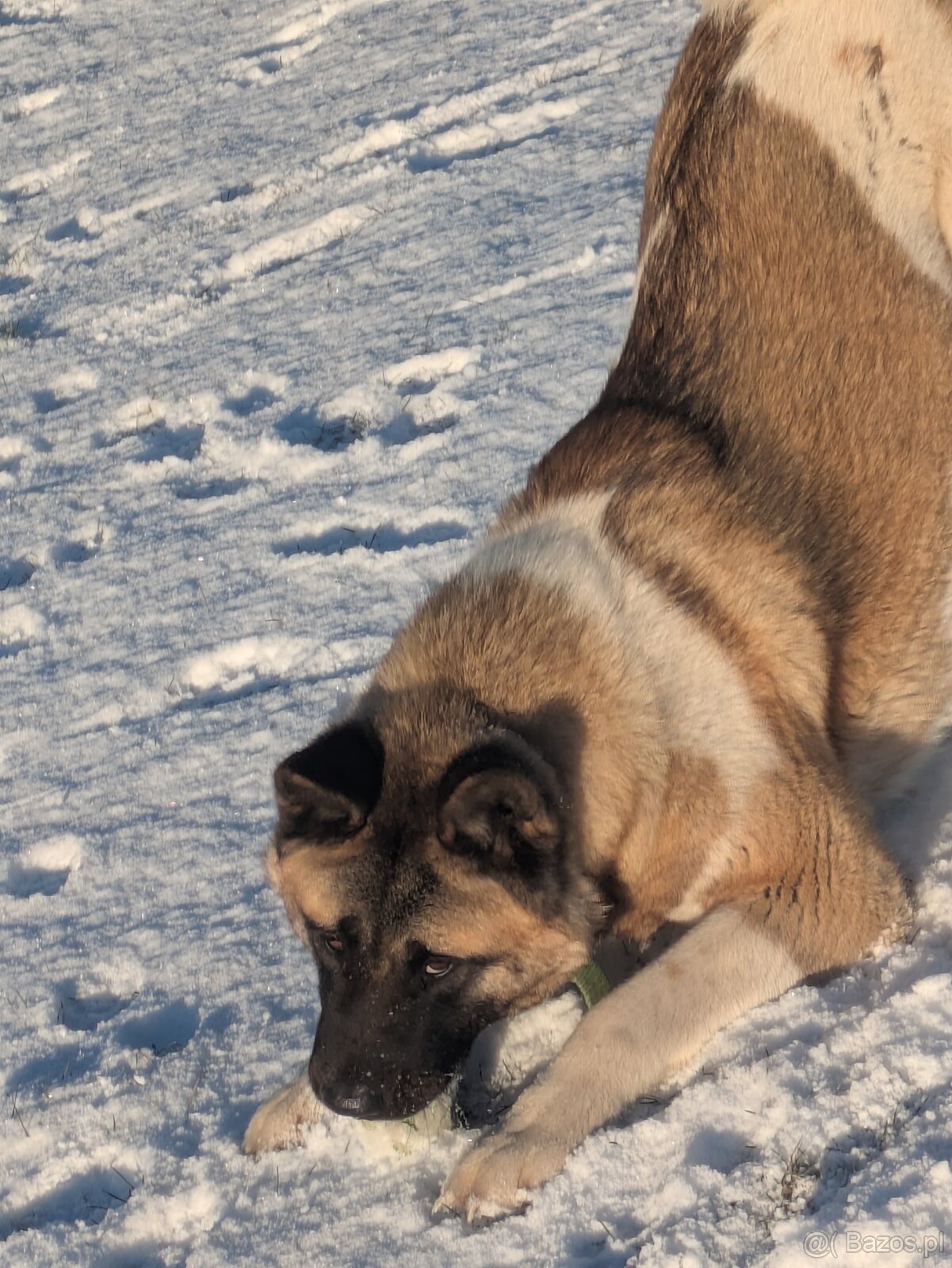 Akita Amerykańska FCI - 2