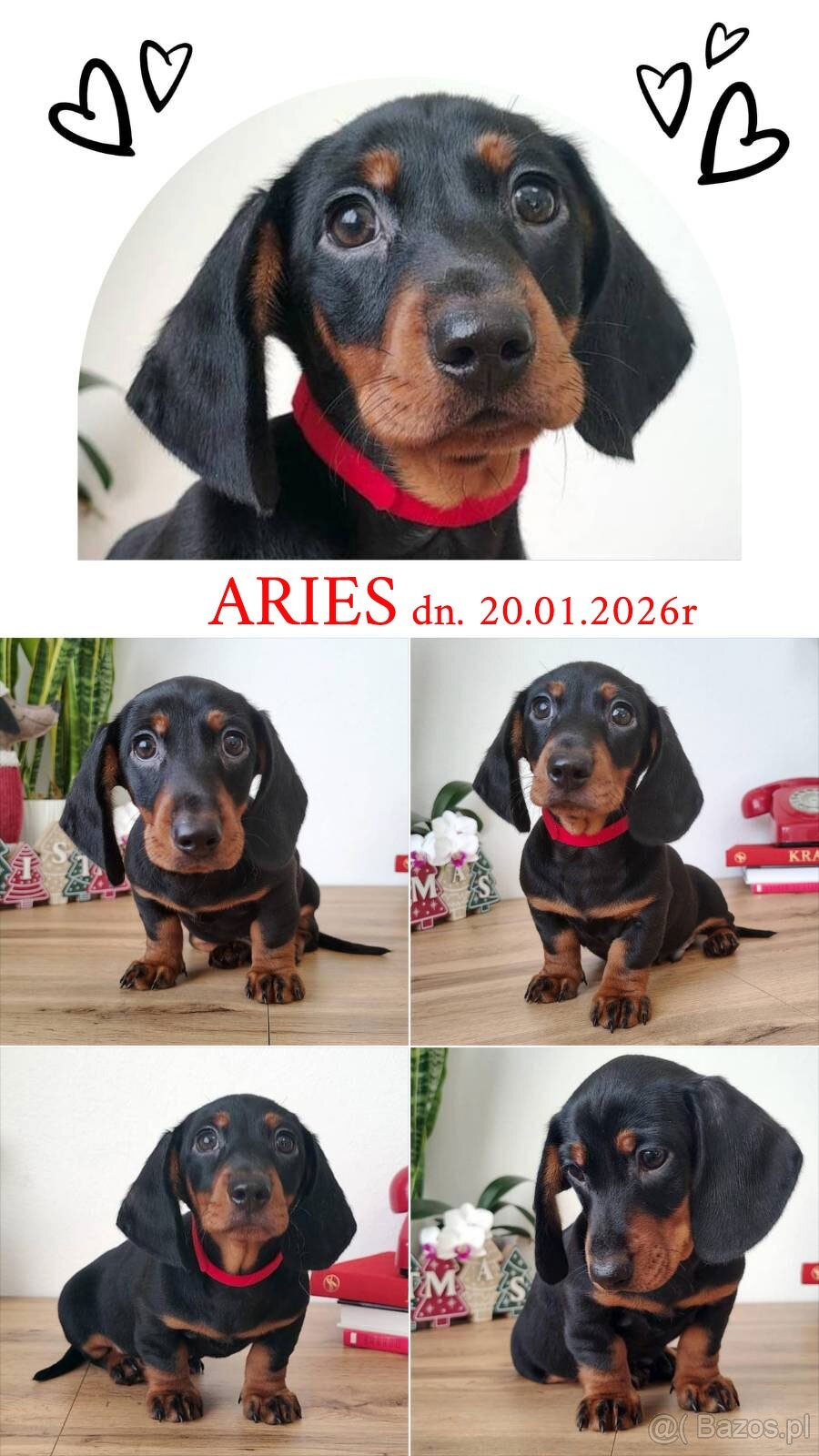 SAMIEC Jamnik krótkowłosy Czarny podpalany Aries Kraków - 2