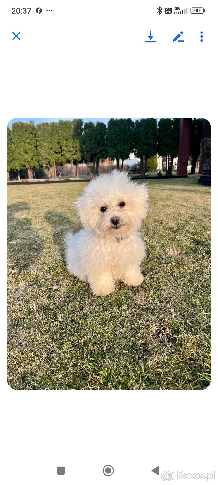 Śliczne pieski Bichone Frise - 2