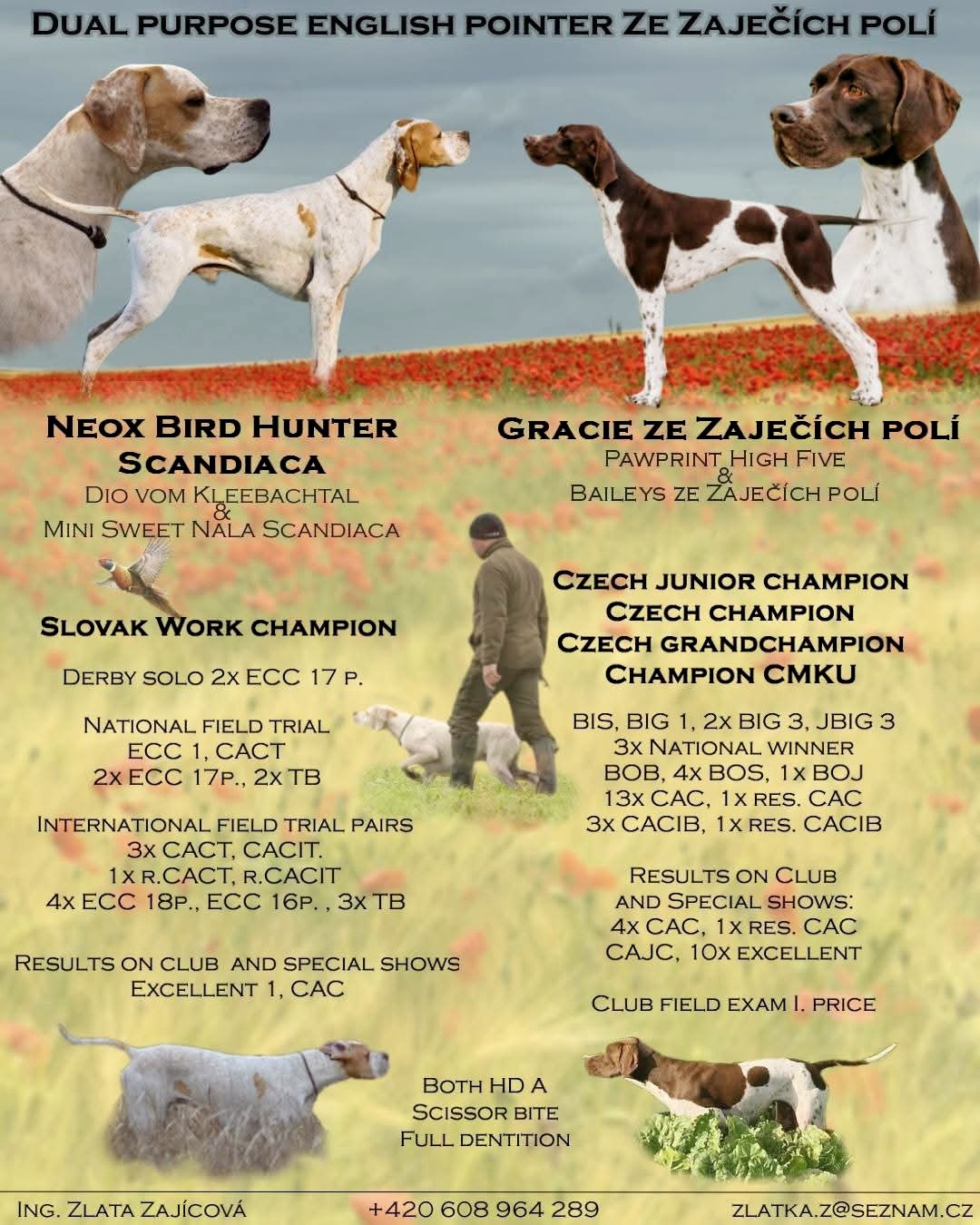 English pointer/ wyzla - 2