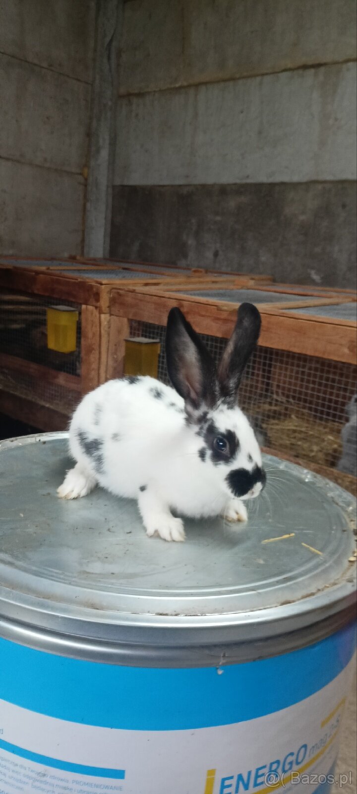 Sprzedam króliki 3 miesięczne - 2